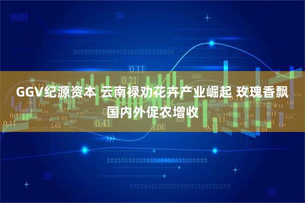 GGV纪源资本 云南禄劝花卉产业崛起 玫瑰香飘国内外促农增收
